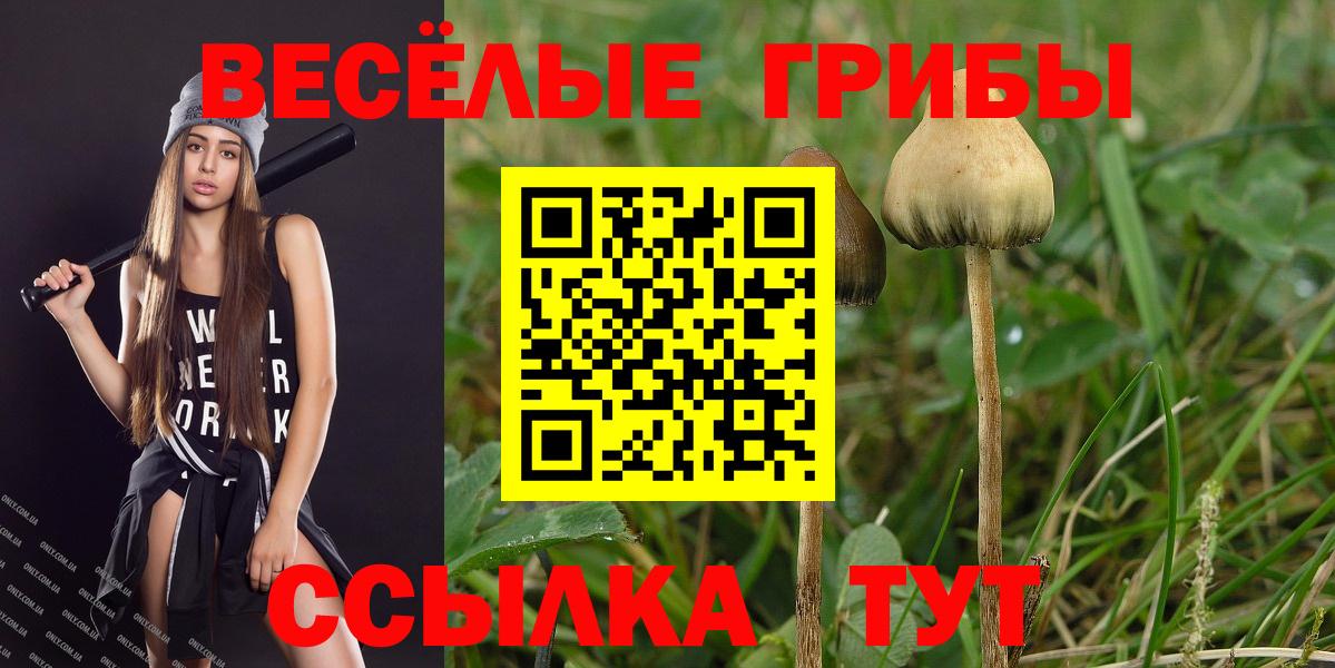 Касимов  Псилоцибиновые грибы Psilocybine cubensis  даркнет сайт  Вход с VPN  Галлюциногенные грибы Psilocybine cubensis 